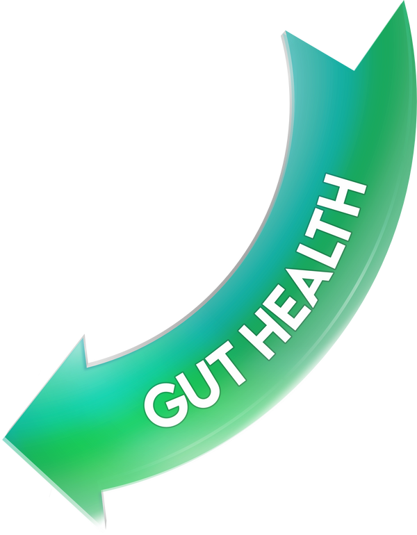 Gut Health