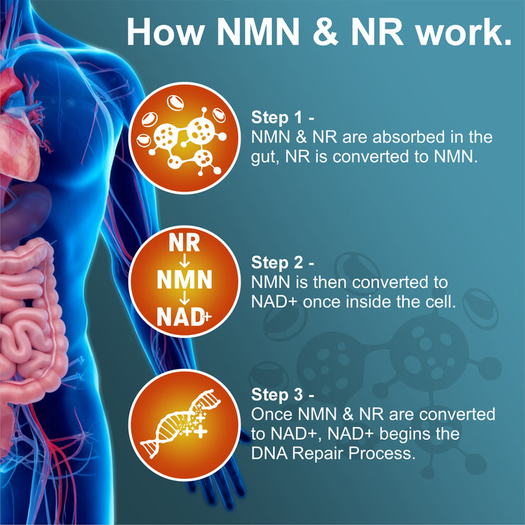 NMN+ NR